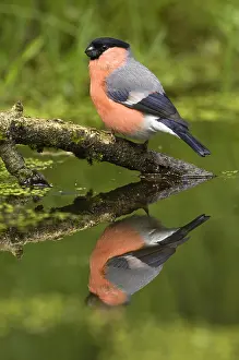 Pyrrhula: Eurasian Bullfinch (Pyrrhula pyrrhula) male at