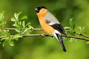 Cardueline: Eurasian bullfinch (Pyrrhula pyrrhula), male on