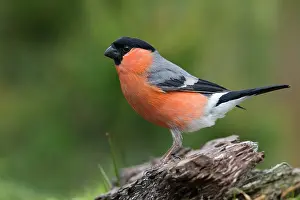 Pyrrhula: Eurasian Bullfinch (Pyrrhula pyrrhula) male per