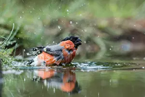 Pyrrhula: Eurasian Bullfinch (Pyrrhula pyrrhula) male bat