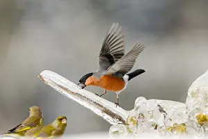 Aggressiveness: Eurasian Bullfinch (Pyrrhula pyrrhula) male on plants