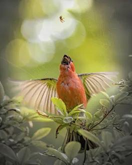 Start: Eurasian bullfinch (Pyrrhula pyrrhula) behind spider