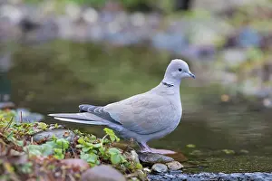 Dove: Eurasian Collared Dove 08