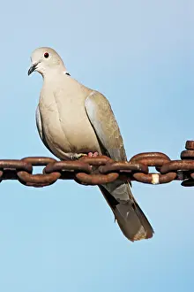 Decaocto: Eurasian Collared-Dove