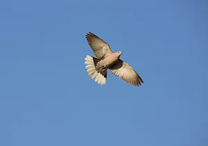 Decaocto: Eurasian Collared Dove