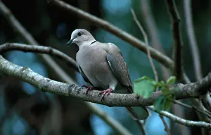 Decaocto: Eurasian Collared-Dove