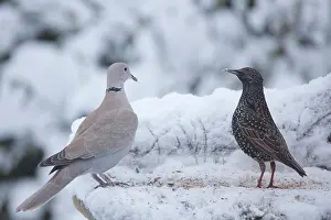 Decaocto: Eurasian Collared Dove