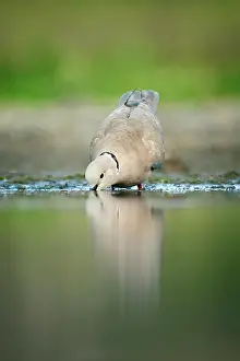 Decaocto: Eurasian Collared Dove