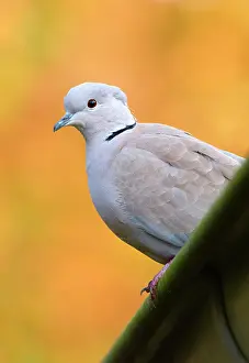 Decaocto: Eurasian Collared Dove