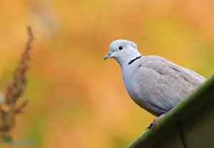 Decaocto: Eurasian Collared Dove