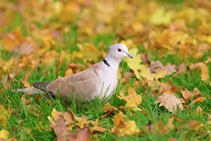 Decaocto: Eurasian Collared Dove