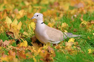 Decaocto: Eurasian Collared Dove