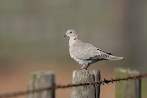 Decaocto: Eurasian Collared Dove
