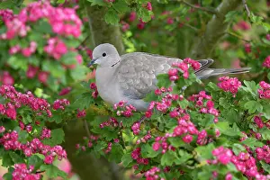 Dove: Eurasian Collared Dove