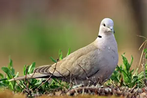 Decaocto: Eurasian Collared Dove - Dove in a garden - In February -