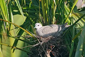 Decaocto: Eurasian Collared Dove - on nest
