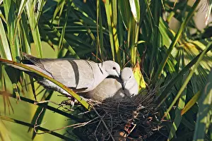 Decaocto: Eurasian Collared Dove - pair at nest