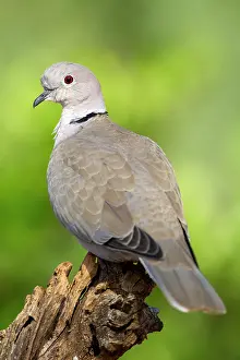 Decaocto: Eurasian Collared Dove (Streptopelia decaocto)