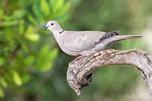Decaocto: Eurasian Collared Dove (Streptopelia decaocto)