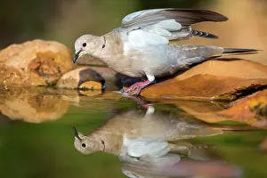 Decaocto: Eurasian Collared Dove (Streptopelia decaocto)