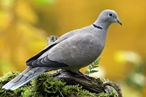 Decaocto: Eurasian Collared Dove (Streptopelia decaocto)