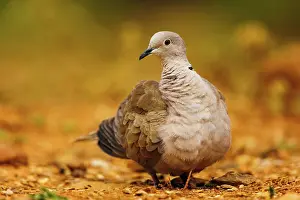 Dehesa: Eurasian collared dove (Streptopelia decaocto)