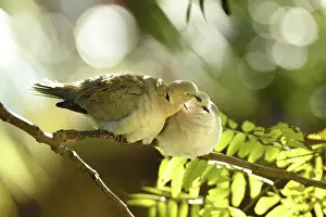 Decaocto: Eurasian Collared-Dove (Streptopelia decaocto) couple preeni