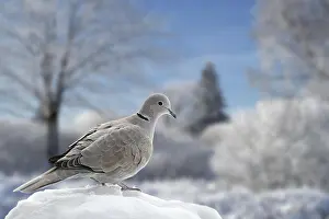 Dove: Eurasian collared dove (Streptopelia decaocto) perched