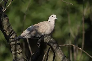 Isolated: The Eurasian collared dove (Streptopelia decaocto) resting on branch, Liguria, Italy