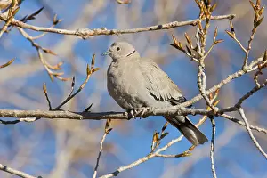 Decaocto: Eurasian Collared-Dove - in winter