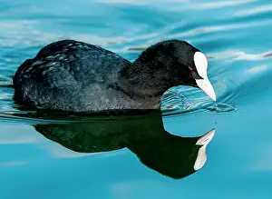 Coots: Eurasian / Common Coot in the water with reflection