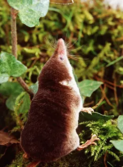 Shrews: Eurasian Common SHREW - climbing ivy and moss