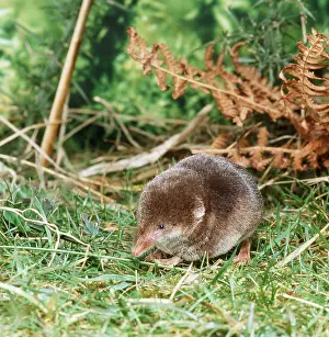 Shrews: Eurasian Common SHREW - on grass