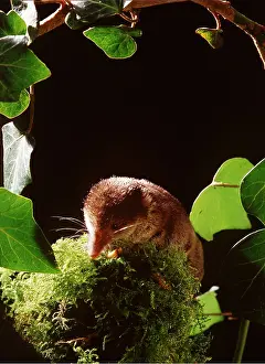 Shrews: Eurasian Common SHREW - hunting at night