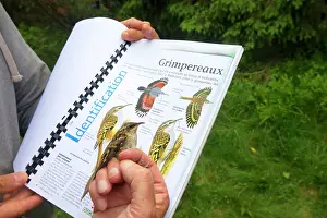 Nylon: Eurasian / Common Treecreeper identification
