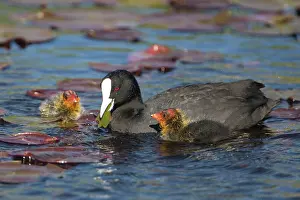 Coots: Eurasian Coot - adult with newly hatched chicks