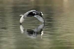 Rail: Eurasian Coot (Fulica atra), adult bird flying over the water