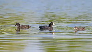 Rail: Eurasian Coot (Fulica atra), adult bird and two young birds swimming on a pond