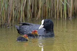 Caring: Eurasian coot (Fulica atra), common coot feeding