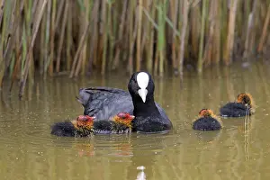 Atra: Eurasian coot (Fulica atra), common coot swimming
