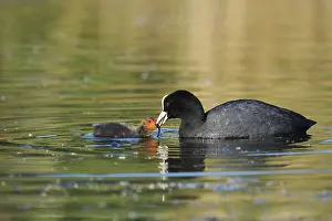 Rail: Eurasian Coot (Fulica atra) feeding chicks