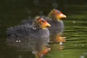 Rail: Eurasian Coot (Fulica atra) juvenile