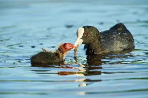 Atra: Eurasian coot (Fulica atra) mother with her youngster