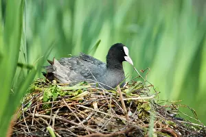Atra: Eurasian coot (Fulica atra), sitting on birds nest