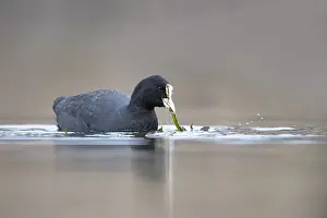 Flevoland: Eurasian Coot (Fulica atra) swims in water and