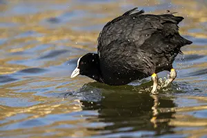 Rail: Eurasian Coot (Fulica atra), Vulkaneifel