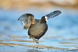 Atra: Eurasian coot (Fulica atra) walking on a frozen