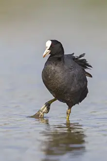Atra: Eurasian Coot (Fulica atra) walking through mud