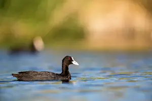 Real: Eurasian Coot (Fulica atra) on water, Ciudad real