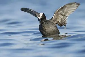 Rail: Eurasian Coot (Fulica atra), Zurich, Switzerland